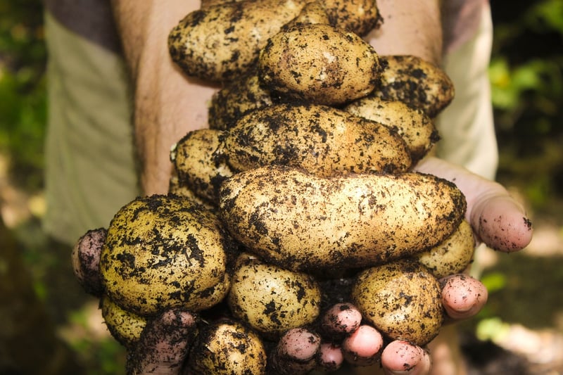 Harvesting Image